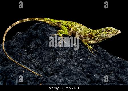 Anole verde neotropica (Norops biporcatus) Foto Stock