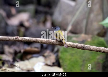 canarino-flycatcher dalla testa grigia (Culicapa ceylonensis), noto anche come flycatcher dalla testa grigia, osservato a Rongtong nel Bengala Occidentale, India Foto Stock