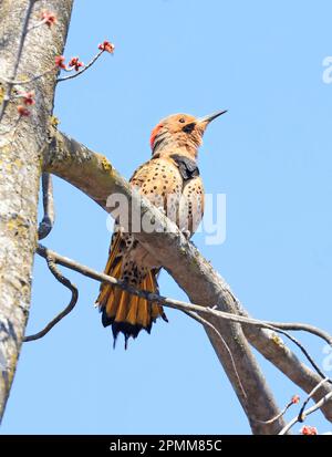 Northern Flicker arroccato sul tronco dell'albero, Quebec, Canada Foto Stock