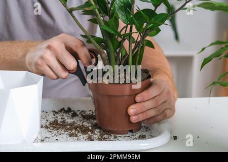 Trapianto di zamiokulkas da una pentola piccola ad una grande. Un uomo taglia una vecchia pentola con forbici per estrarre una pianta domestica con bulbi troppo grandi. Molla g Foto Stock