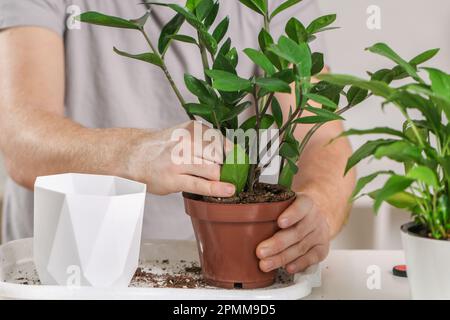 Trapiantare Zamioculcas da una pentola piccola ad una grande. Un uomo tira una pianta di casa da una vecchia pentola. Giardinaggio primaverile. Foto Stock