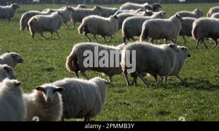 Una mandria di pecore che si muovono su un prato. La razza di queste pecore è la Landrace di Bentheim. Si tratta di un incrocio tra la pecora di brughiera tedesca e olandese e un ma Foto Stock