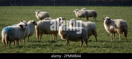 Un gregge di pecore si trova su un prato. La razza di queste pecore è la Landrace di Bentheim. Si tratta di un incrocio tra la pecora di brughiera tedesca e olandese e un ma Foto Stock