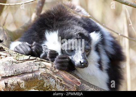 Lemure endemico ruffed bianco e nero (Varecia variegata subcincta) Foto Stock