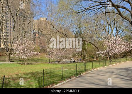 Giornata di sole brillante a Central Park a New York City in primavera. Paradiso in fiore Foto Stock
