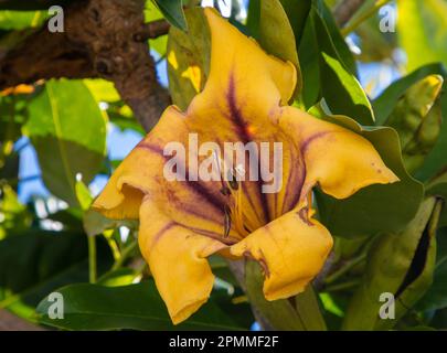 Un primo piano di una tazza di fiore d'oro (Solandra maxima) Foto Stock