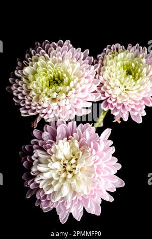 crisantemo su sfondo nero con gocce e schizzi Foto Stock