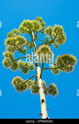 Fiore di agave gigante stelo contro il cielo blu Foto Stock