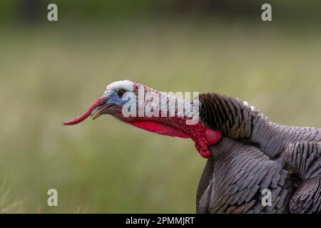 Male Wild Turkey (Meleagris gallopavo), Sacramento County California USA Foto Stock