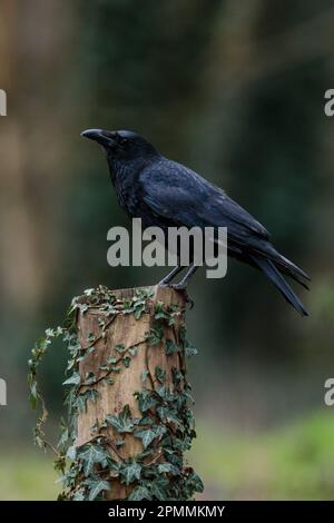 Carrion Corone, Corvus corone, su un ceppo di albero coperto di edera. Wembley, UK Foto di Amanda Rose/Alamy Foto Stock