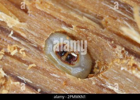 Primo piano della testa di una larva di un coleottero della Longhorn (Cerambycidae) in un tunnel larvale in un bosco. Foto Stock