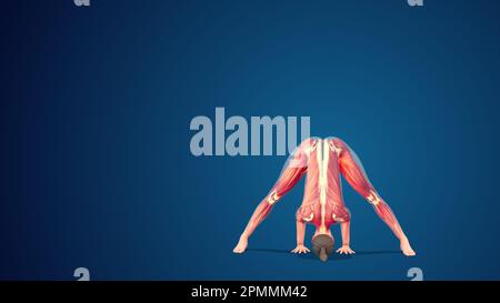 3D Prasarita padottanasana umana posa yoga a piega in avanti a grande orientamento su sfondo blu Foto Stock