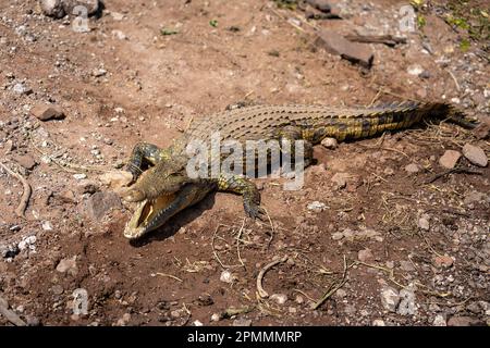 Il coccodrillo del Nilo si trova sulle mascelle di apertura del fiume Foto Stock