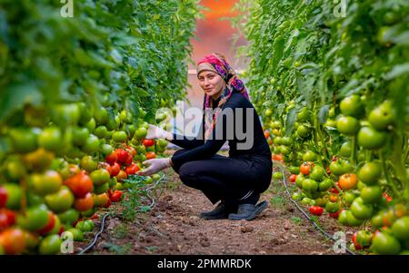 Erzincan, Turchia, 2 agosto 2022: Una donna che coltiva pomodori in una serra Foto Stock