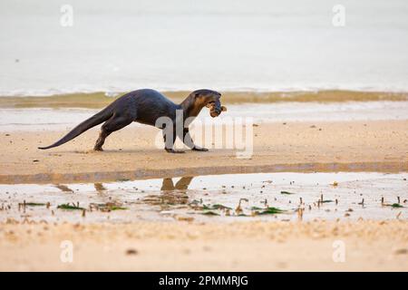 Una lontra rivestita liscia imbevuta d'acqua che trasporta un pesce catturato in mare in bocca per unirsi al resto della famiglia che riposa sulla spiaggia, Singapore Foto Stock