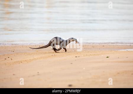 Una lontra rivestita liscia imbevuta d'acqua che trasporta un pesce catturato in mare in bocca per unirsi al resto della famiglia che riposa sulla spiaggia, Singapore Foto Stock