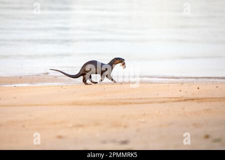 Una lontra rivestita liscia imbevuta d'acqua che trasporta un pesce catturato in mare in bocca per unirsi al resto della famiglia che riposa sulla spiaggia, Singapore Foto Stock