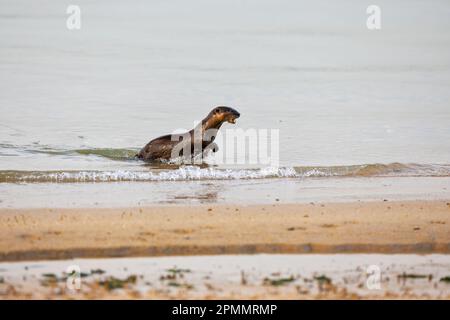 Una lontra liscia imbevuta d'acqua emerge energeticamente dal mare per unirsi al resto della famiglia che riposa sulla spiaggia, Singapore Foto Stock