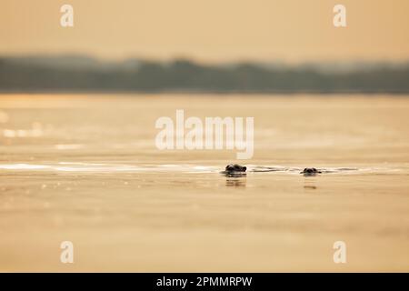 Un paio di lontre lontre rivestite nuotano lungo la costa al tramonto, Singapore Foto Stock