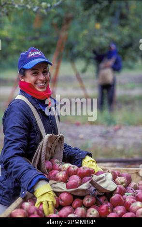 Argentina, Mendoza. Mela (Red Delicious) raccolto. Foto Stock