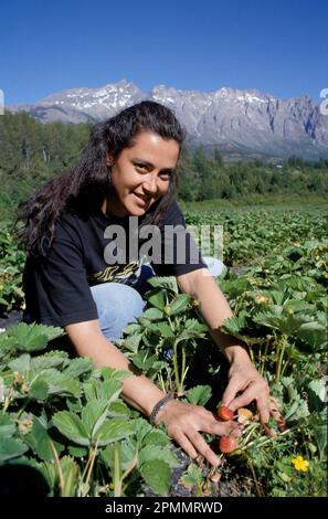 Argentina, ai piedi delle Ande, si coltivano fragole nella valle vicino a El Bolson, poco lontano da Bariloche Foto Stock