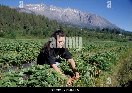 Argentina, ai piedi delle Ande, si coltivano fragole nella valle vicino a El Bolson, poco lontano da Bariloche Foto Stock