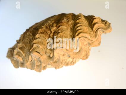 Gastropoda 'Shell' l- parte della fauna marina Foto Stock