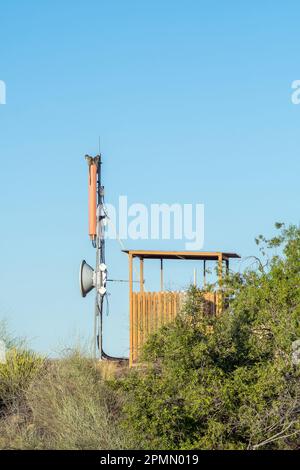 Scimmie vervet in cima a una stazione base di telefoni cellulari nel Parco Nazionale delle Cascate di Augrabies Foto Stock