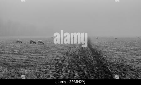 Prato di St Ives, campanelli, pecore nella nebbia Foto Stock