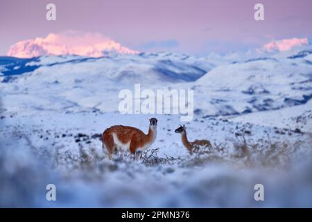 Guanaco in Cile, Torres del Paine NP in Patagonie. Inverno con neve in Sud America. Lama guanaco (lama guanicoe) nell'habitat naturale, colline rocciose Foto Stock