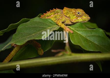 Calumma brevicorne, il camaleonte a corna corta, endemico del Madagascar. Foto Stock