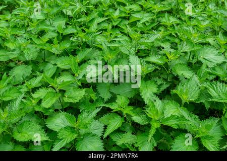 Urtica, ortiche o ortiche pungenti il nome tedesco è Brennesseln per medico e tè. Foto Stock