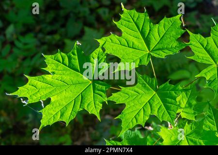 Primo piano di Acer platanoides, acero norvegese, con nuove foglie illuminate dal sole su sfondo scuro. Immagine con messa a fuoco selettiva e profondità di campo ridotta. Foto Stock