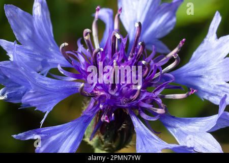 Bella primavera fiori blu Centaurea ciano sullo sfondo. Motivo fiori blu. Foto macro. Foto Stock