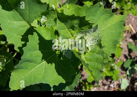 Blitum bonus-henricus, Chenopodium bonus-henricus, Good-king-Henry, Chenopodiaceae. Pianta selvatica sparata in estate. Foto Stock