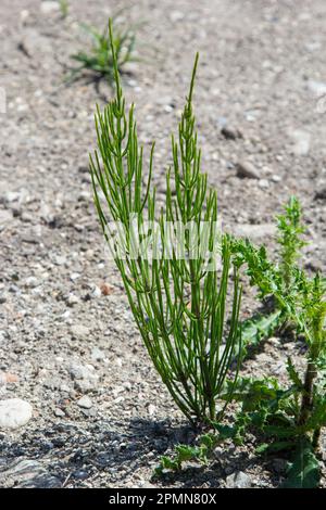 L'Equisetum Arvense, il cavallo di campo o cavallo comune, è una pianta perenne erbacea della famiglia Equisetaceae. Pianta di Horsetail Equisetum arv Foto Stock