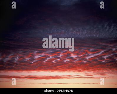 Panoramica. Cielo rosso con altocumuli e stratocumuli nuvole al crepuscolo subito dopo il tramonto. Foto Stock