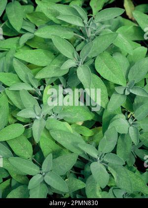 Pianta di erbe. Saggio comune. (Salvia officinalis). Foto Stock