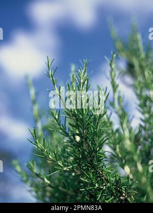 Pianta di erbe. Rosmarino. (Salvia rosmarinus) Foto Stock