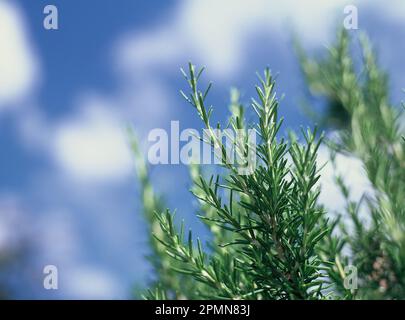 Pianta di erbe. Rosmarino. (Salvia rosmarinus) Foto Stock