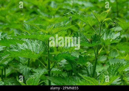 Urtica, ortiche o ortiche pungenti il nome tedesco è Brennesseln per medico e tè. Foto Stock