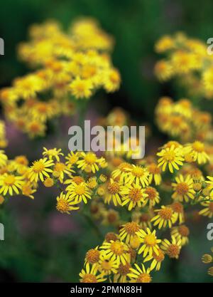 Regno Unito. Inghilterra. Somerset. Primo piano di erbacce fiorite gialle. Ragwort comune. Foto Stock