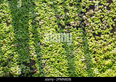 Comune anatra, anatra, minore anatra, Naturale Verde anatra Lemna perpusilla Torrey in acqua per sfondo o texture. Primo piano foglia verde Foto Stock