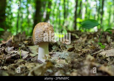 Funghi commestibili Amanita rubbescens in foresta di abete rosso. Conosciuto come blusher. Funghi selvatici che crescono negli aghi. Foto Stock