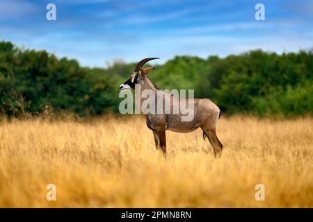 Antilope di Roan, Ippocragus equinus, in erba, montagna sullo sfondo, Savuti, Chobe NP in Botswana, Africa. Animale, antilope di savana nel n Foto Stock