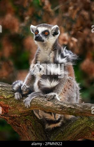 Volto di lemur, ritratto in primo piano della scimmia malgascia. Lemur con coda ad anello, Catta di Lemur, con sfondo verde chiaro. Animali provenienti da Madagascar, Africa, oran Foto Stock