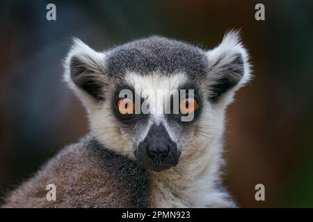 Volto di lemur, ritratto in primo piano della scimmia malgascia. Lemur con coda ad anello, Catta di Lemur, con sfondo verde chiaro. Animali provenienti da Madagascar, Africa, oran Foto Stock