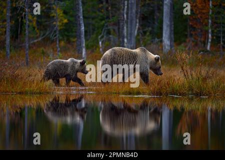 Orso nascosto nella foresta gialla. Alberi d'autunno con orso, ritratto del viso. Bell'orso bruno che cammina intorno al lago, colori autunnali, fauna selvatica della Romania. Foto Stock