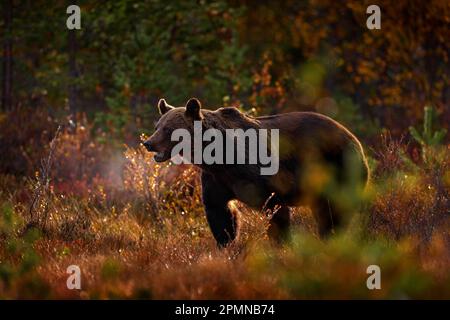 Orso nascosto nella foresta gialla. Alberi d'autunno con orso, ritratto del viso. Bell'orso bruno che cammina intorno al lago, colori autunnali, fauna selvatica della Romania. Foto Stock