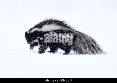 Skuknk nella neve. Lo skunk dal naso di zoccoli di Humboldt, Conepatus humboldtii, un animale da pelliccia bianca e nera, nella natura habitat invernale con neve, Laguna Sofi Foto Stock